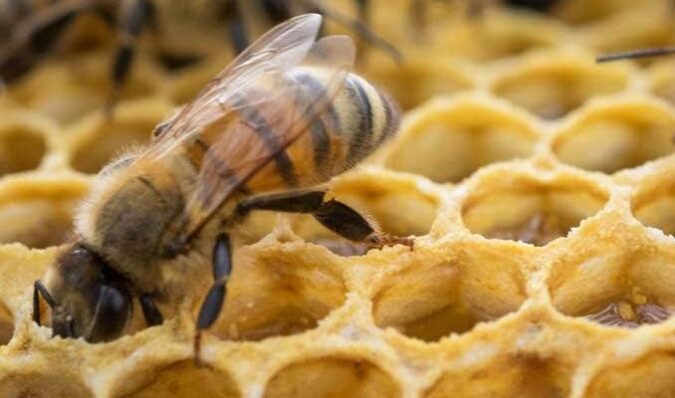 miel-apicultura