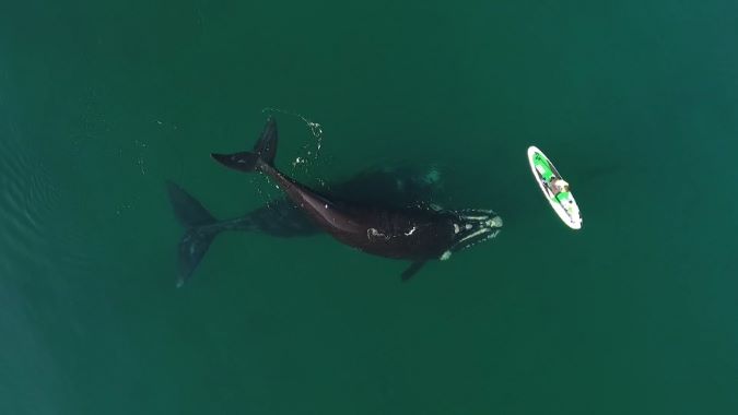 Registran el recorrido migratorio completo de una ballena franca con cría que partió desde Península Valdés y regresó al mismo punto. Foto: Nicolás Lewin
