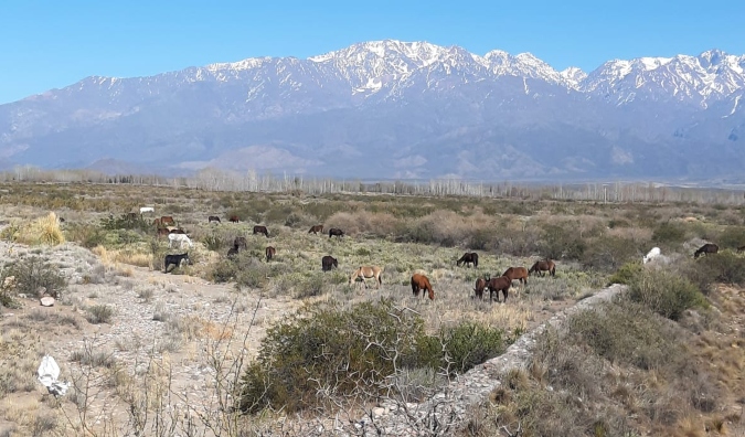 Foto: paisaje de Campo los Andes, Tunuyán.