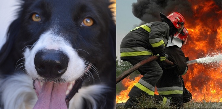 dia bomberos perro
