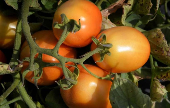 tomate (2)