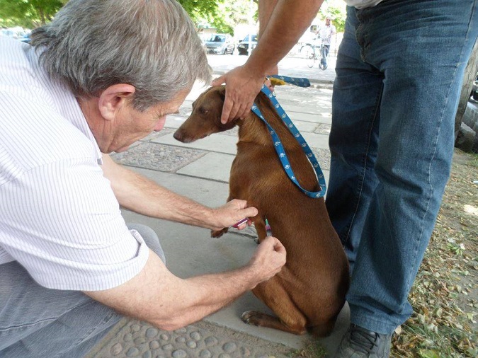 FOTO: veterinario Luis Busse, vacunando en la plaza de Eugenio Bustos