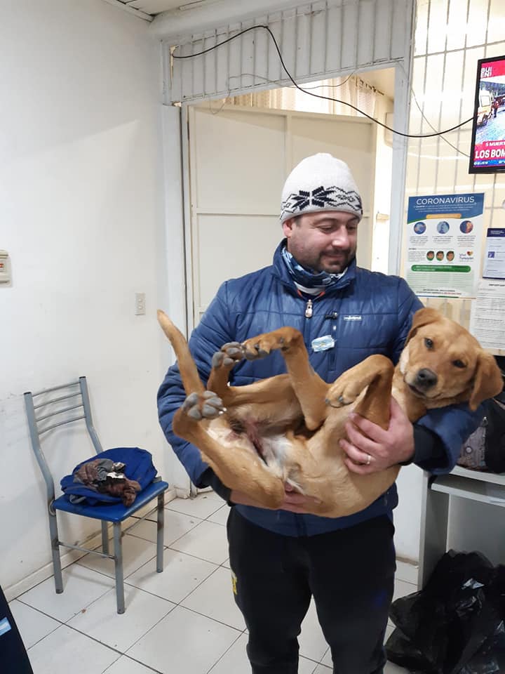 castracion-perro-tunuyan