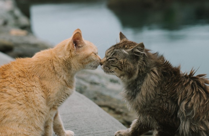 El Sida y leucemia felina, dos enfermedades muy contagiosas entre gatos y peligrosas.