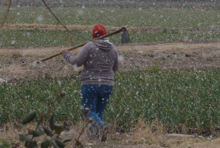 Agricultora trabajando bajo la nieve en San Carlos - Foto Abi Romo, El Cuco Digital