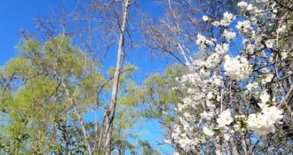 Primavera en Valle de Uco El Cuco digital - Diario El Cuco Digital todas las noticias del Valle de Uco Primavera en Valle de Uco- El Cuco digital