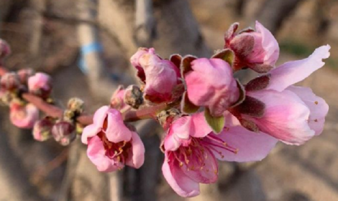 El monitoreo permite, entre otros aspectos, conocer los estados de floración de cada especie frutícola, cuál es el impacto que genera una contingencia climática y cómo se ven afectadas las características del cultivo.  