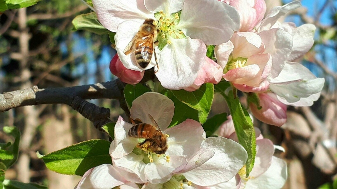 primavera-abejas-flores-marygonzalez