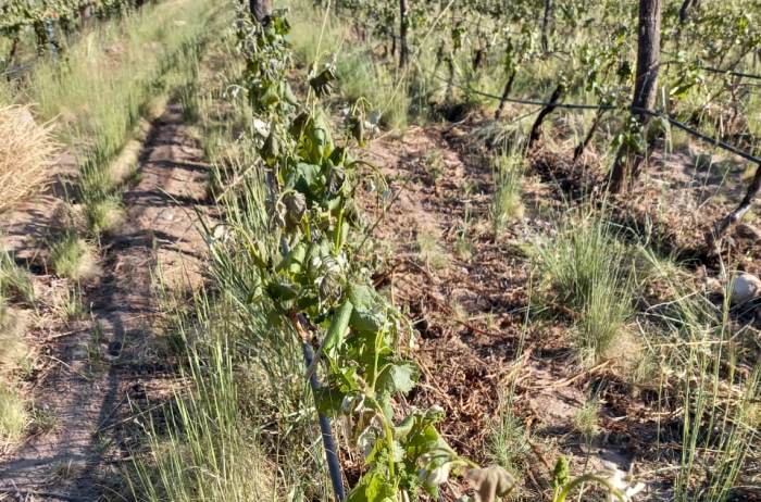 Viñedos de San Carlos quemados por la helada - Foto gentileza