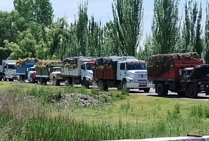 Camioneros trasladando cosecha de ajo en Valle de Uco - foto gentileza