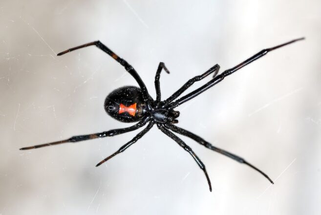 Black Widow waiting for the kill