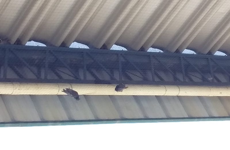 Palomas enredadas en el techo de la Terminal de Eugenio Bustos.