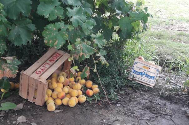 La temporada de cosecha de algunos frutales, incrementa en algunas en fincas del Valle de Uco.