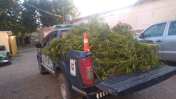 Las plantas estaban en una vivienda de la zona.