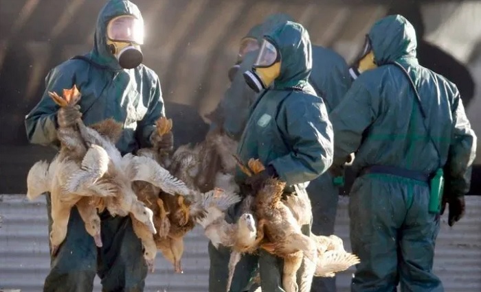 gripe aviar - imagen ilustrativa web