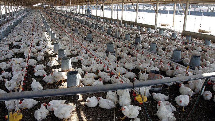 gripo aviar - pollos