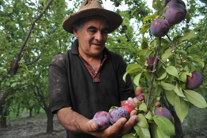 productor-ciruelas-foto-prensa-mendoza