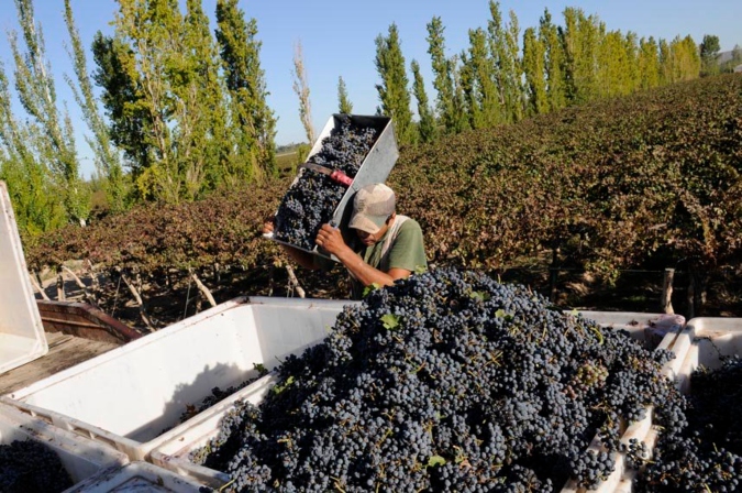 uva-cosecha1