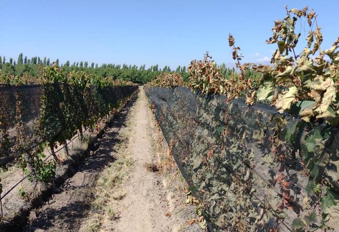 Viñedos dañados en San Carlos - foto gentileza