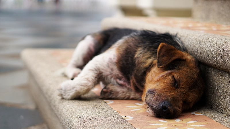 perro-con-calor-min