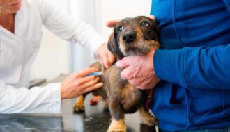 vacunación de mascotas