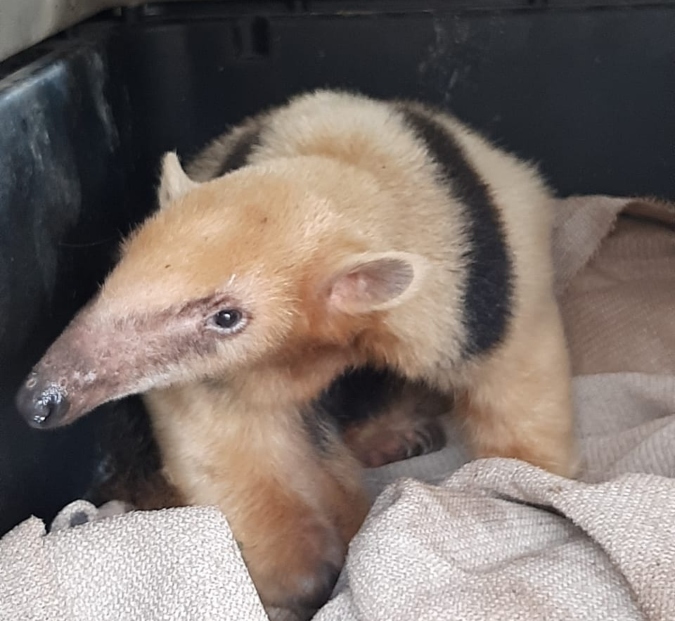 El animal habría sido víctima de la tenencia y comercio de fauna silvestre protegida.