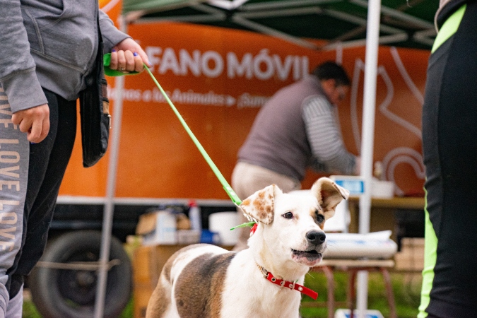 Esterilizar es un acto de amor y responsabilidad.