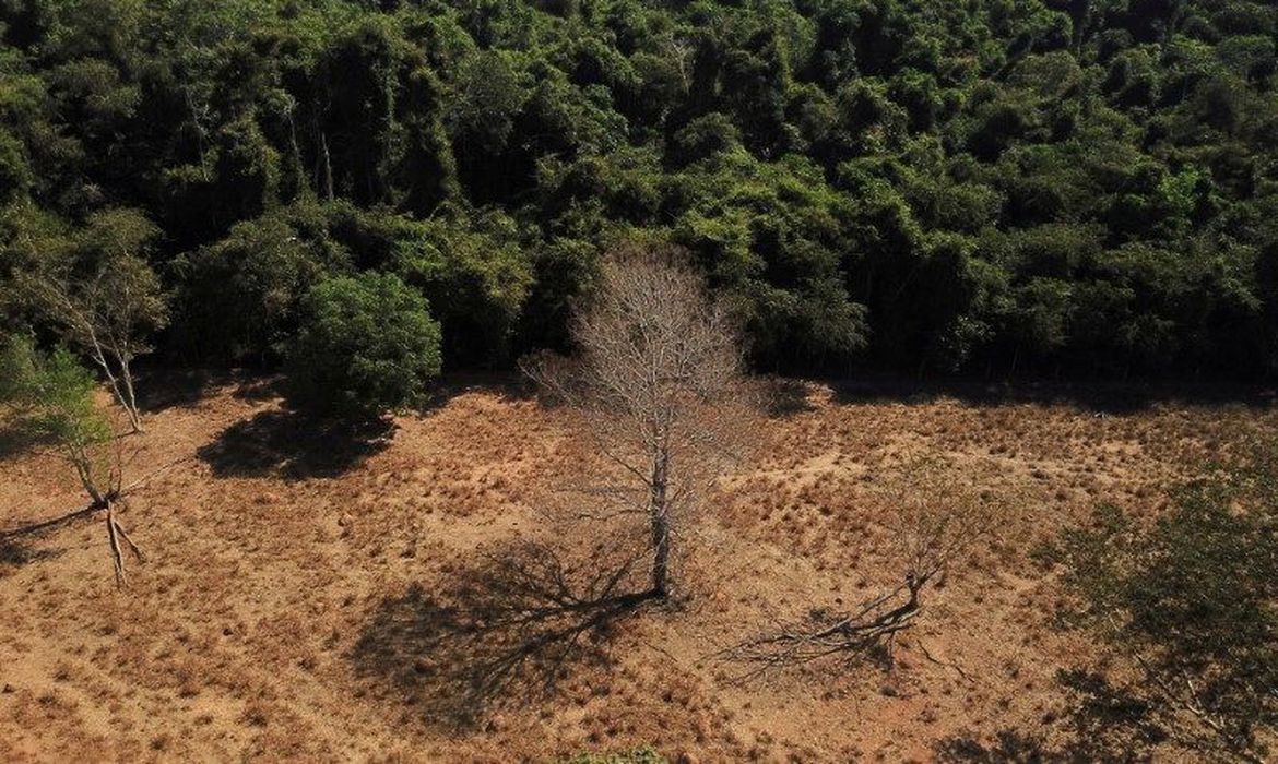 Deforestacion Brasil
