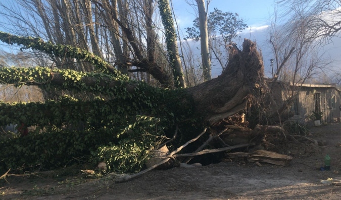 Árbol caído por el Zonda en Tunuyán.