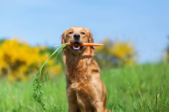 El 21 de julio es el Día Mundial del Perro. Foto: web.