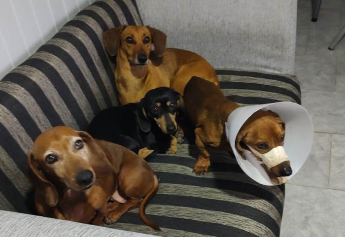 Zaira y Nacho junto a su nueva familia perruna