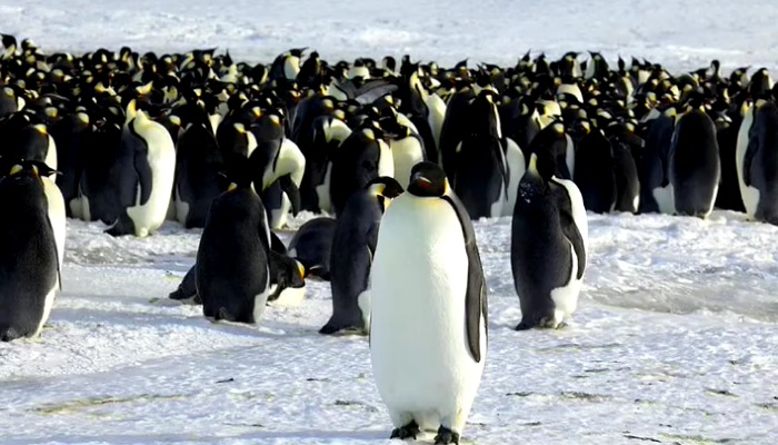 Una colonia de pingüinos emperador en Dumont DeÚrville en la Antártida (REUTERS)