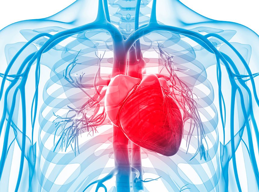 cardiovascular 1