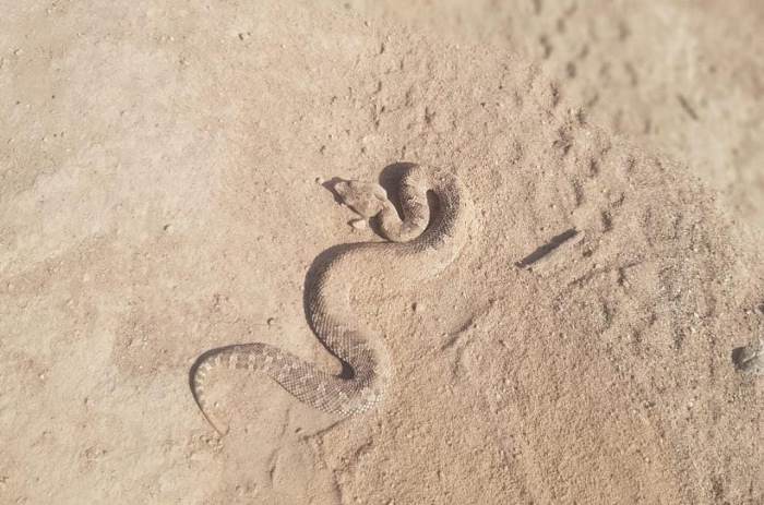 La serpiente fue encontrada por un joven deportista - Foto gentileza