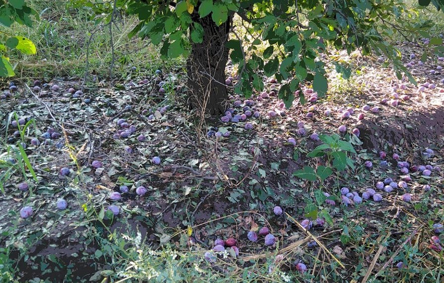 Así quedaron los frutos en el suelo - Foto gentileza