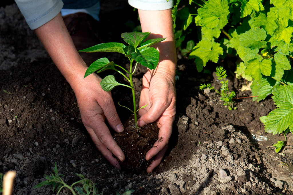 El Régimen de Promoción de la Producción y/o Elaboración de Productos Orgánicos, en conformidad con la ley 25.127 de Producción Ecológica, Biológica u Orgánica, estará en vigencia en todo el territorio argentino durante un período de 10 años a partir de su publicación en el Boletín Oficial.