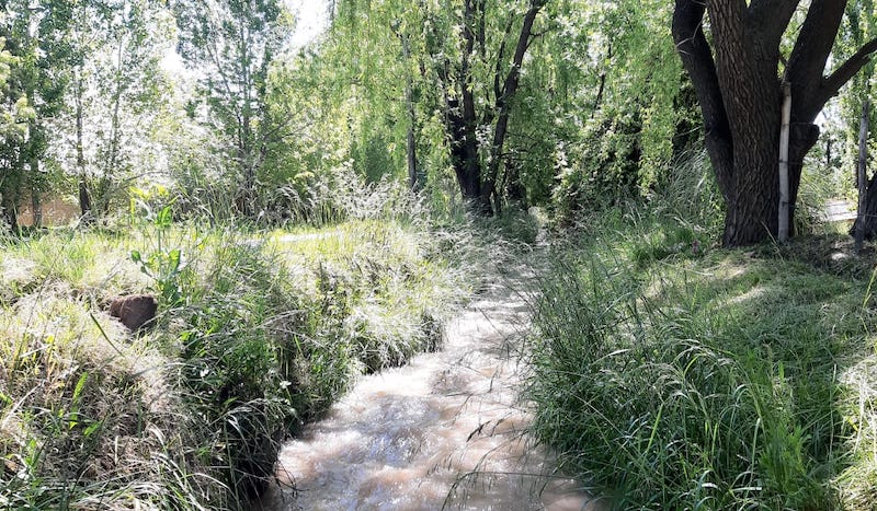 Canal bordeado de sauces. La Consulta. San Carlos. Valle de Uco.
