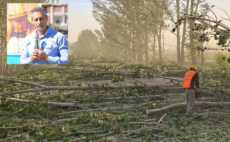 impresionante cantidad de árboles caídos en la ruta