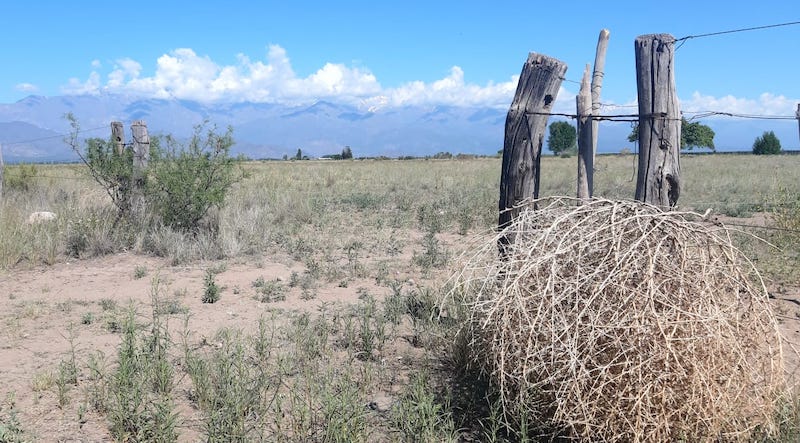 Campo en El Cepillo, San Carlos, Valle de Uco.