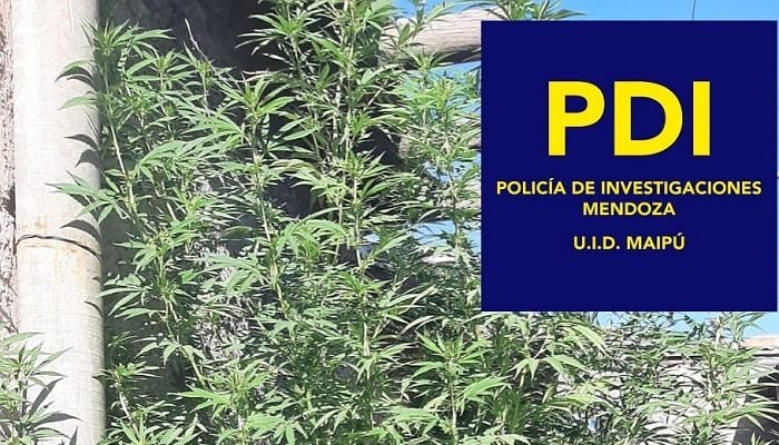 Mendoza: policía de Investigaciones detuvo a siete personas y secuestró marihuana