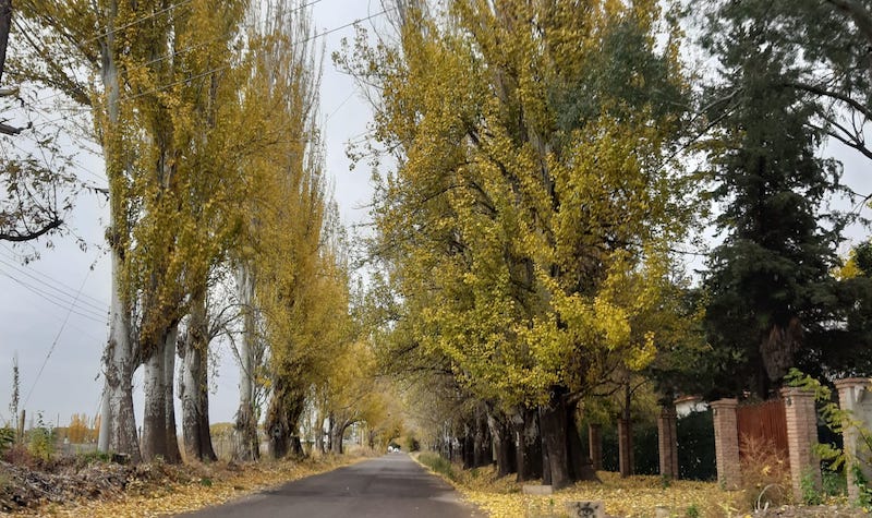 Calle de San Carlos- Otoño en Valle de Uco.