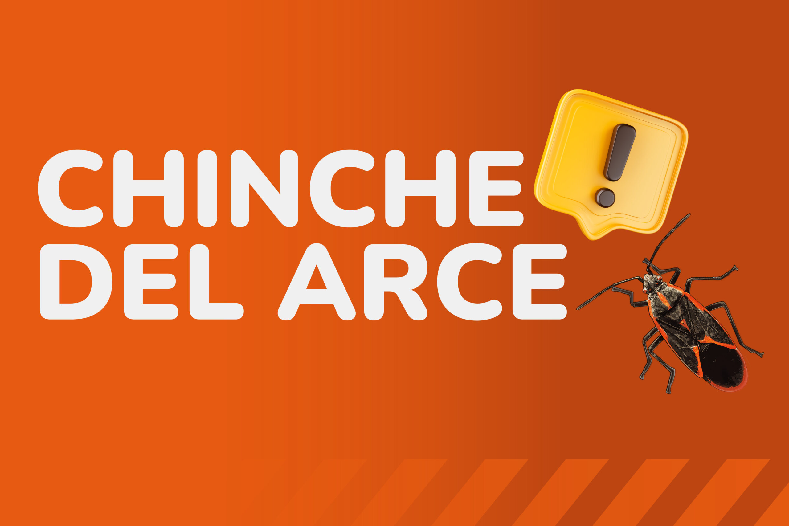 Chinche del Arce