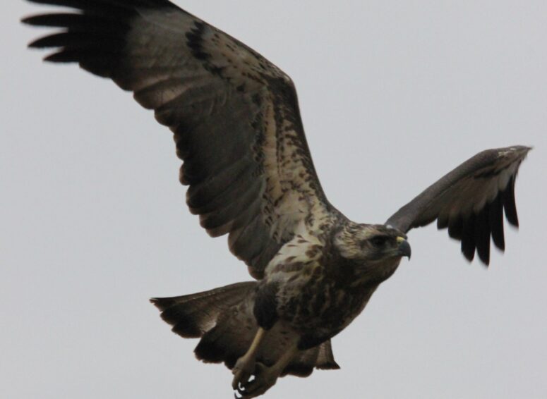 Aguila Coronada