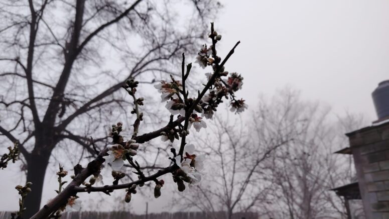 Flores de Almendro