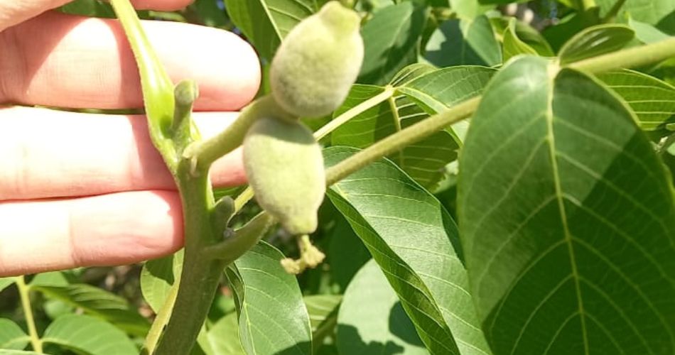 carpo-nogales carpo-nogales