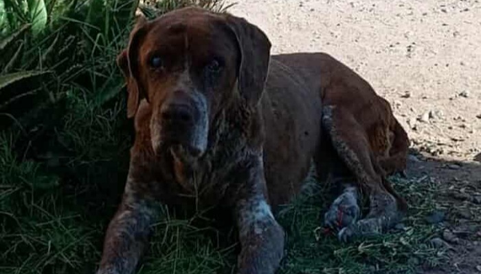 IMG_20251125_100144_(700_x_400_píxel)