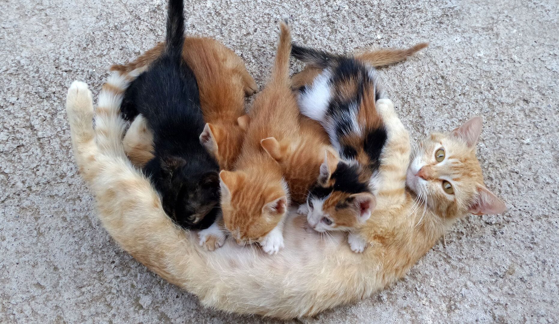 IMAGEN DE USO ILUSTRATIVO