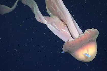 peces-juveniles-centrolophus-sp-nadan-alrededor-BSG7YPD5LBA6BPCVVZHGRFBWGM